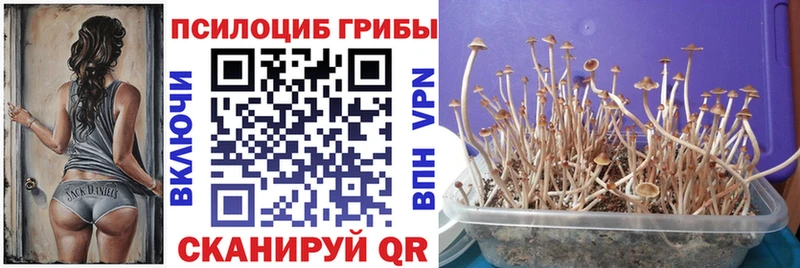 omg зеркало  где можно купить   Дзержинск  Галлюциногенные грибы мицелий 